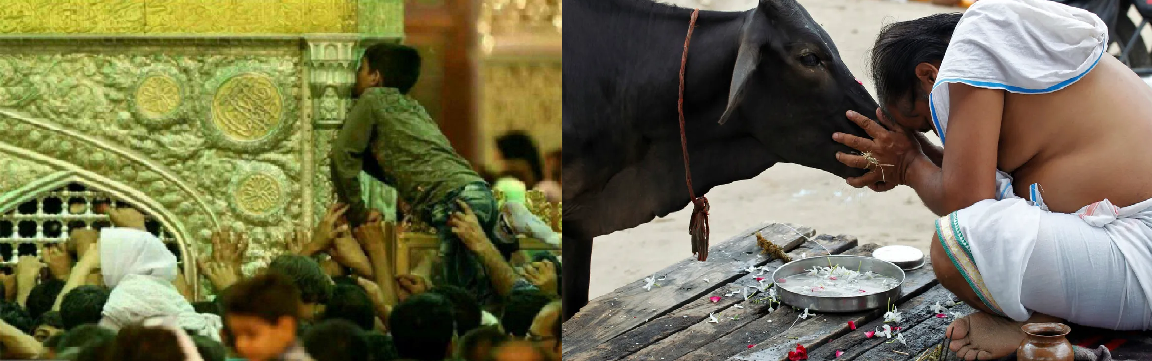 تفاوت باور به گاو هندی و باور به امامزاده&nbsp;ها